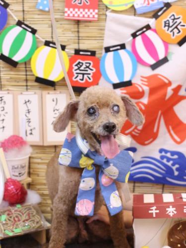 20240712ショコラくん